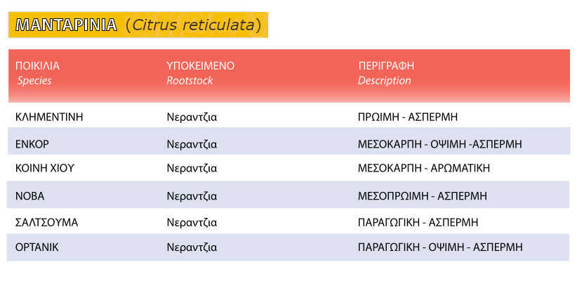 Μανταρινιά Δέντρο (Citrus reticulata) Καρποφόρο - Ποικιλίες