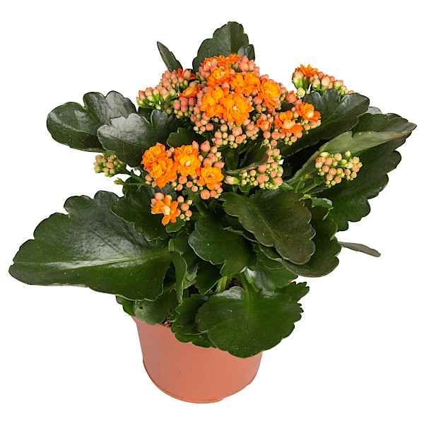 Kalanchoe blossfeldiana 'Calandiva'