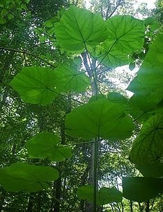 Παυλώνια Δέντρο (Paulownia tomentosa)