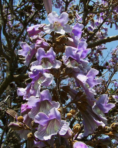 Παυλώνια Δέντρο (Paulownia tomentosa) - Άνθη