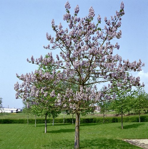 Παυλώνια Δέντρο (Paulownia tomentosa) - Ανθισμένες Παυλώνιες