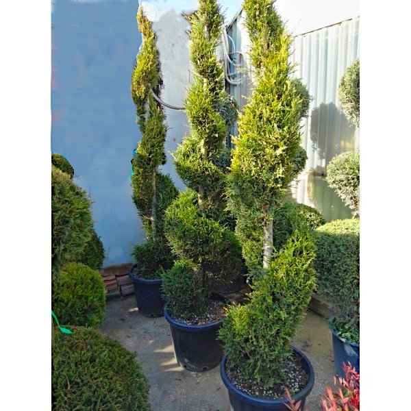 Κυπαρίσσι Λέιλαντ Σπείρα (Cupressus × leylandii) σε Γλάστρα