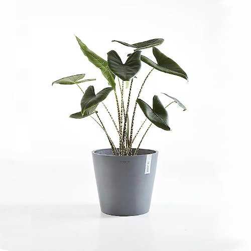 Amsterdam Ecopots Planter with an Indoor Plant