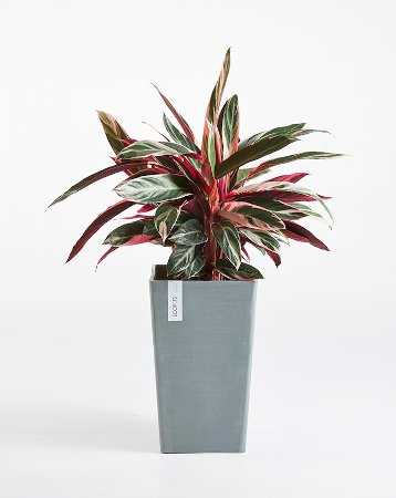 Ecopots Rotterdam