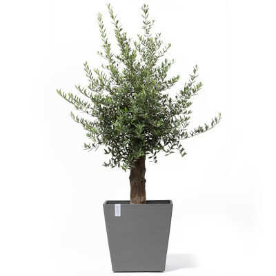 Planted Pot Roterdam Wheels Grey