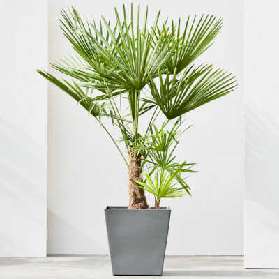 Grey Rotterdam With Wheels Pot Planted