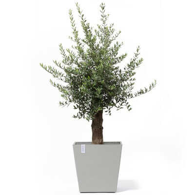 Planted Pot Roterdam Wheels White Grey