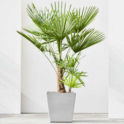 White Grey Rotterdam With Wheels Pot Planted