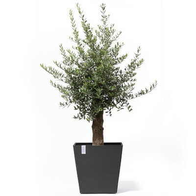 Planted Pot Roterdam Wheels Dark Grey