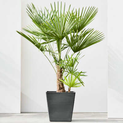 Dark Grey Rotterdam With Wheels Pot Planted