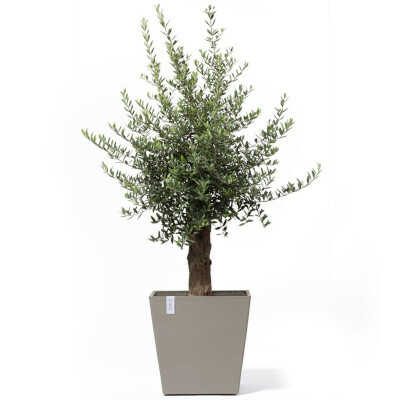 Planted Pot Roterdam Wheels Taupe