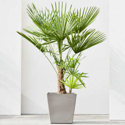 Taupe Rotterdam With Wheels Pot Planted
