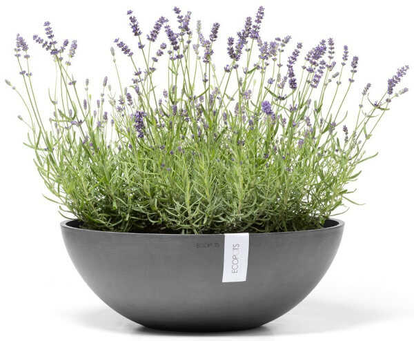 Planted Planter Vienna 50 Gray
