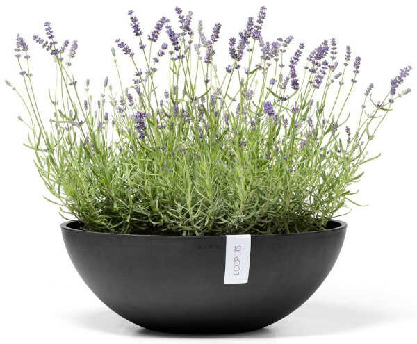 Planted Planter Vienna 50 Dark Gray