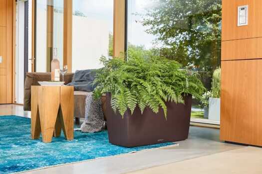 Cararo Premium Espresso Metallic
