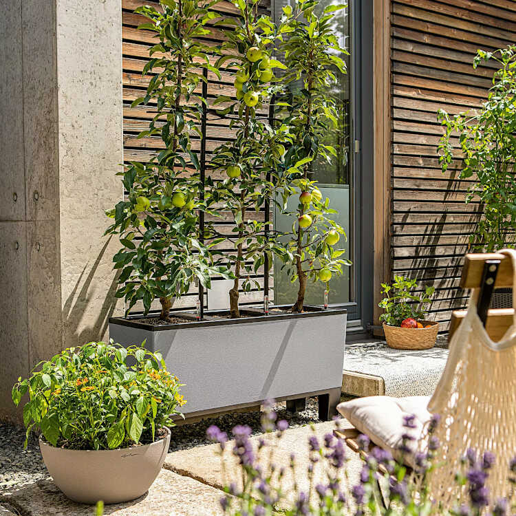 Plants in TRIO Stone Planter