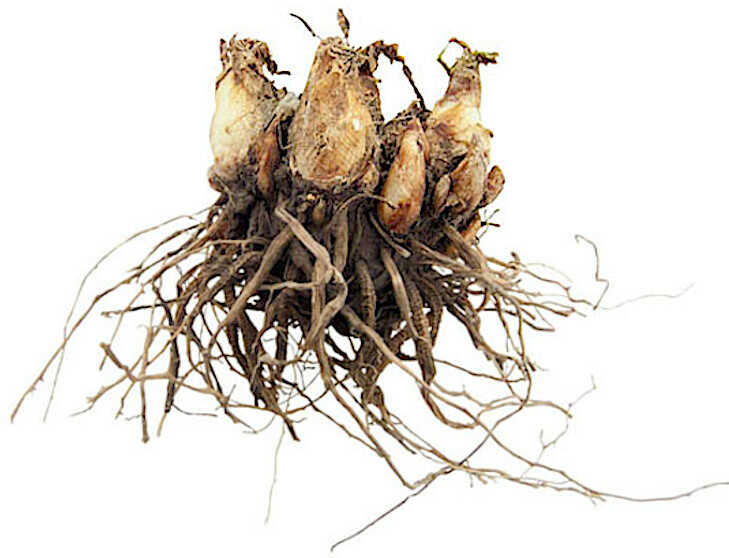 Polianthes tuberosa Tuberous