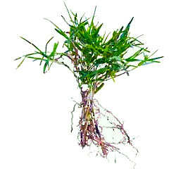 Plant Tuft